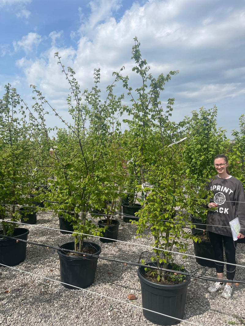 Carpinus Betulus Multi Stem 200/250cm 70 Litre Pot