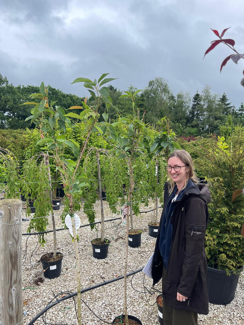Prunus Serrulata Amanogawa 15 Litre