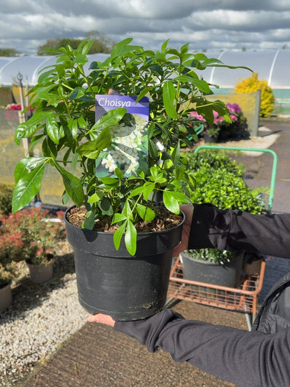 Choisya Ternata 5 Litre Pot Grown