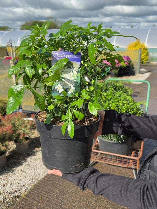 Choisya Ternata 5 Litre Pot Grown