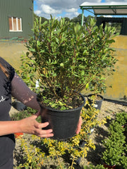 Hebe Wiri Charm 5 Litre Pot