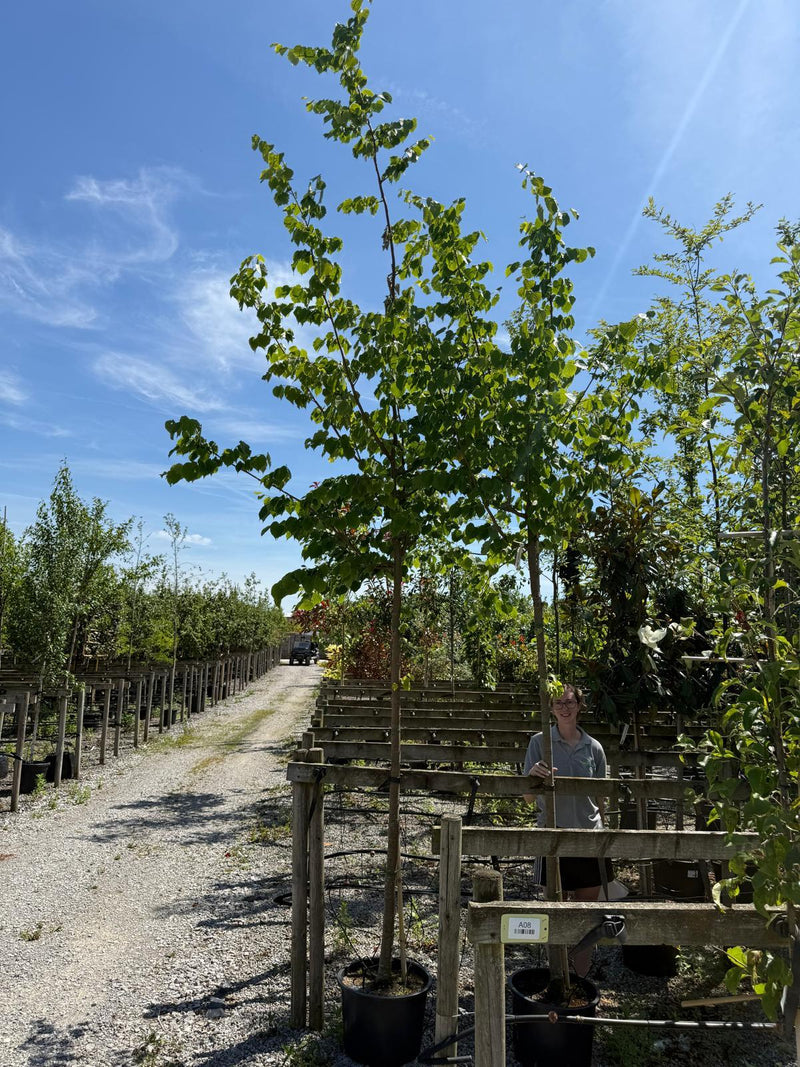 Tilia C. Greenspire Heavy Standard 12-14cm Girth Seconds