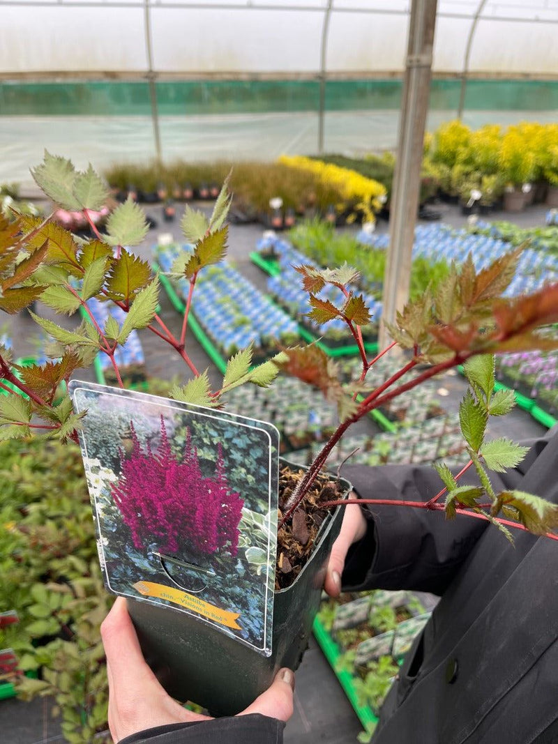 Astilbe chin. Visions in Red 3 litre Pot