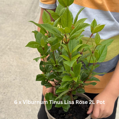 42 x Shrub Mix Border Pack