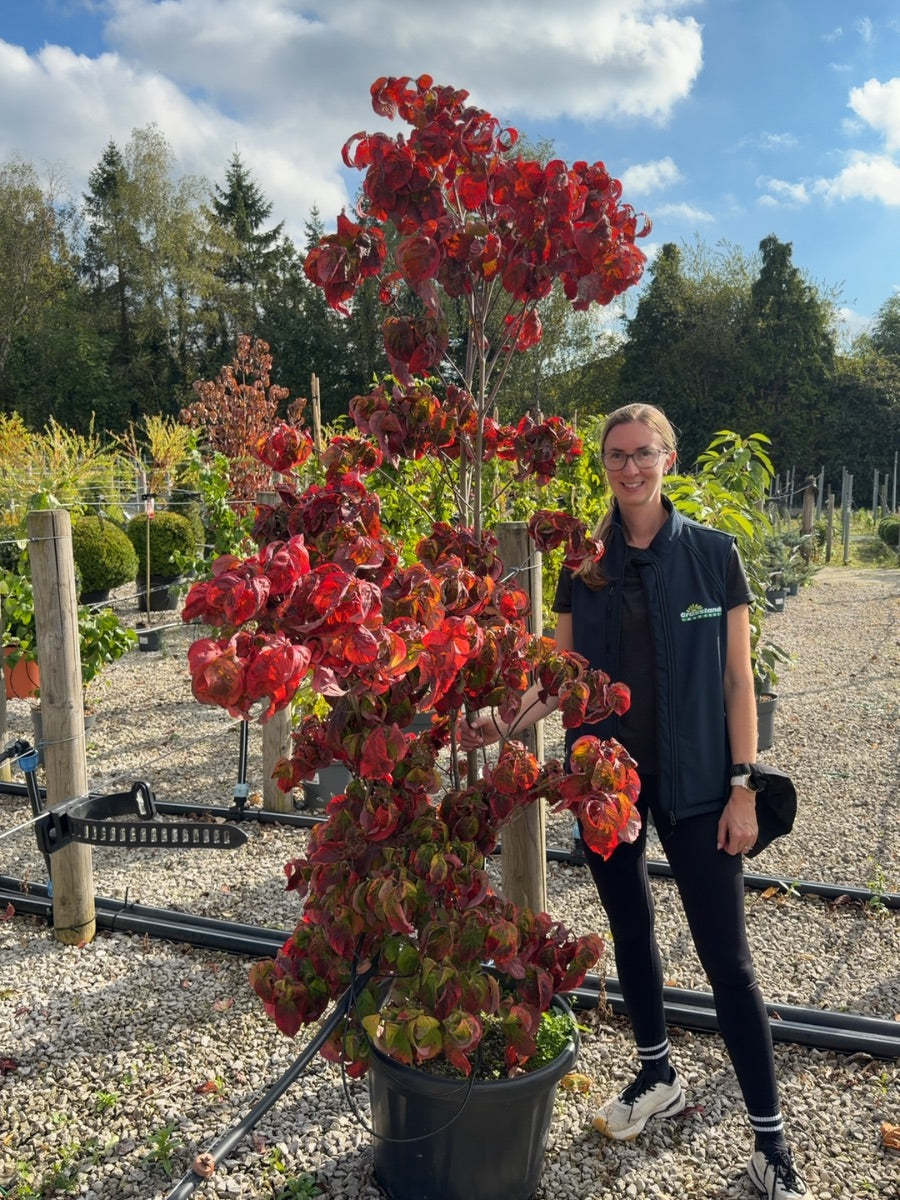 Cornus Florida Cherokee Sunset 50 Litre Pot 150-175cm Tall
