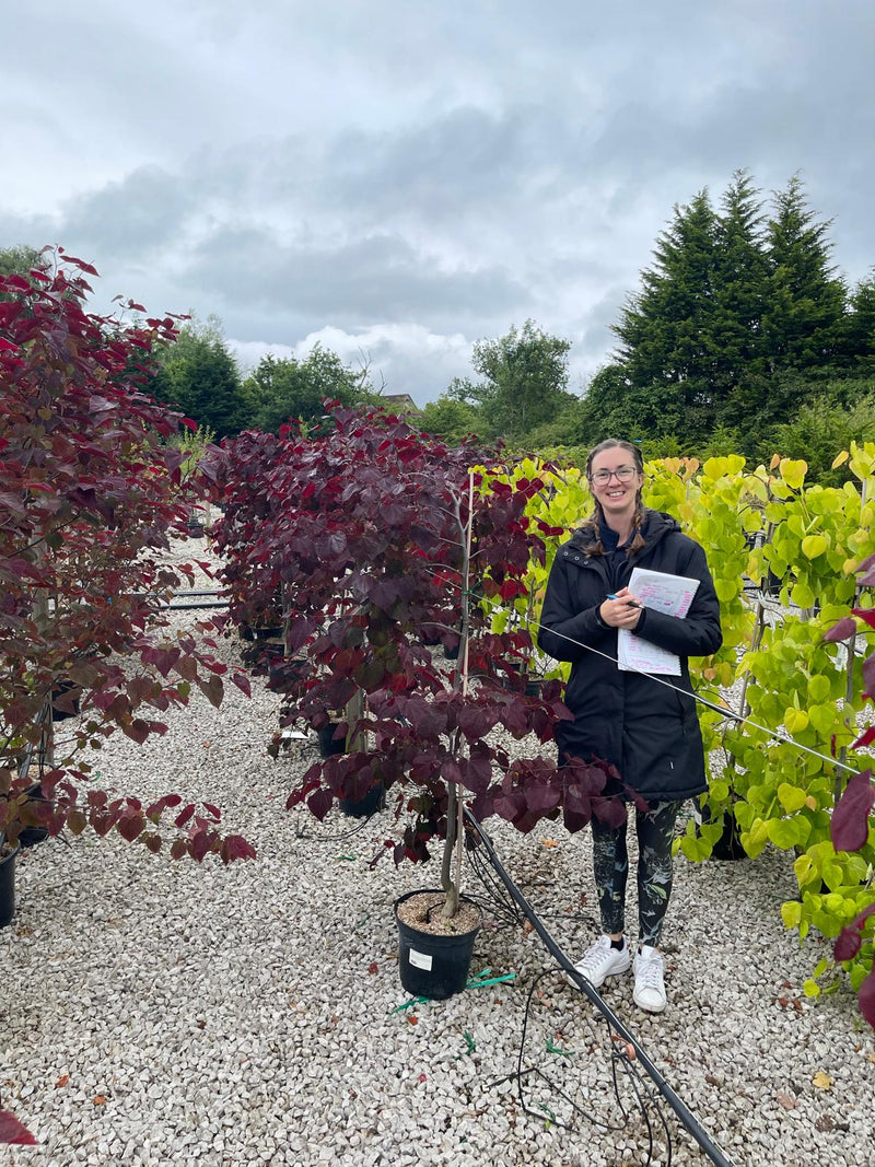 Cercis canadensis Ruby Falls 10 Litre Pot