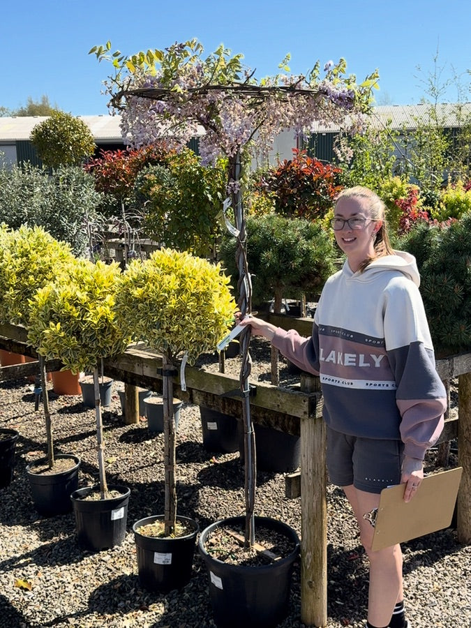 Wisteria Sinensis Umbrella Standard 30L Pot