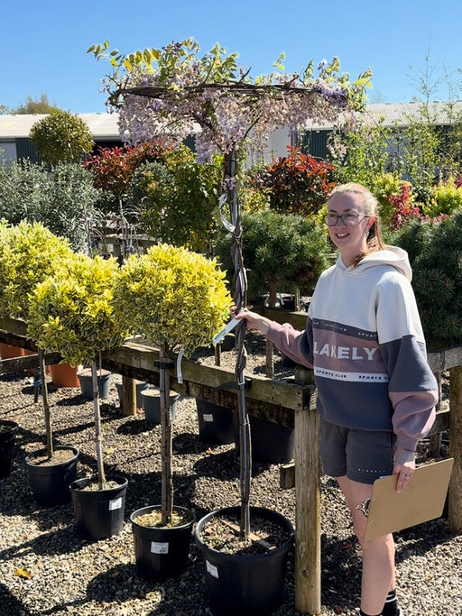 Wisteria Sinensis Umbrella Standard 30L Pot
