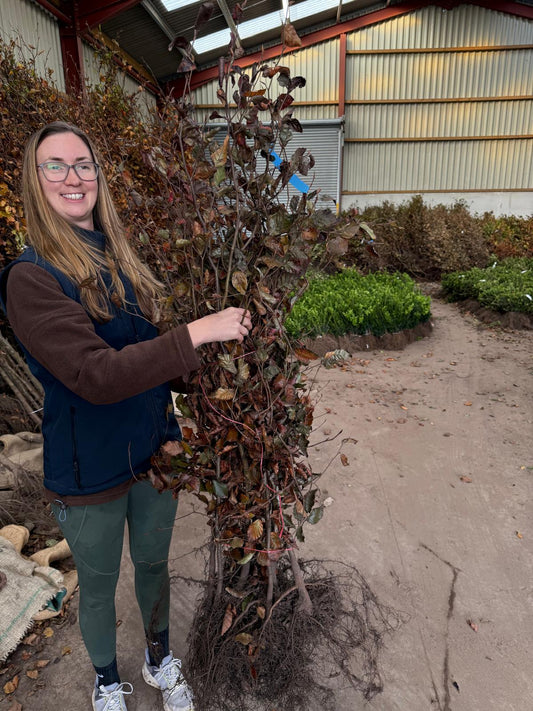 Big Deal Copper Beech Hedging Bare Root 100/125cm x 100 Delivery from November