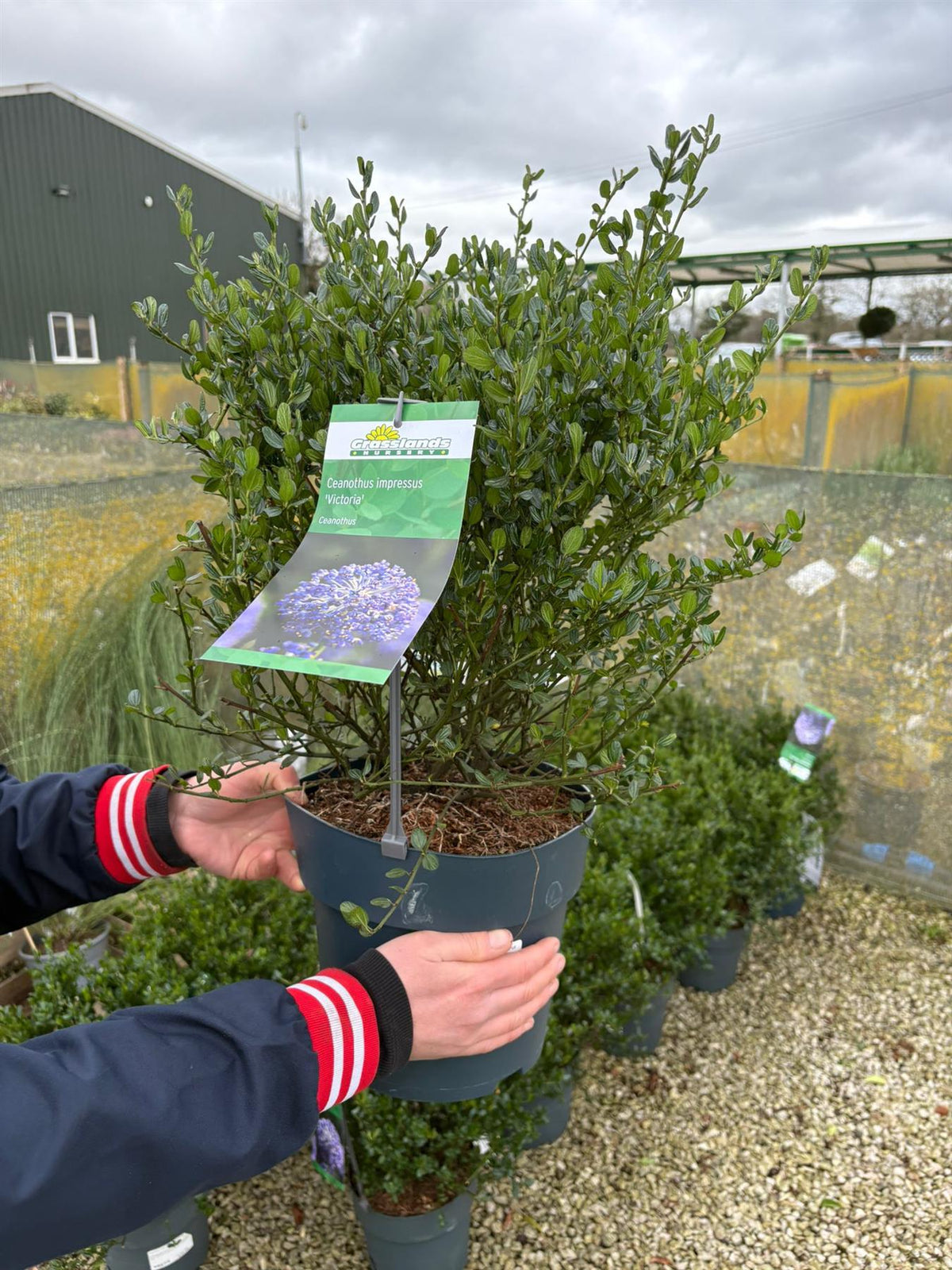 Ceanothus Impressus Victoria 6 Litre Pot