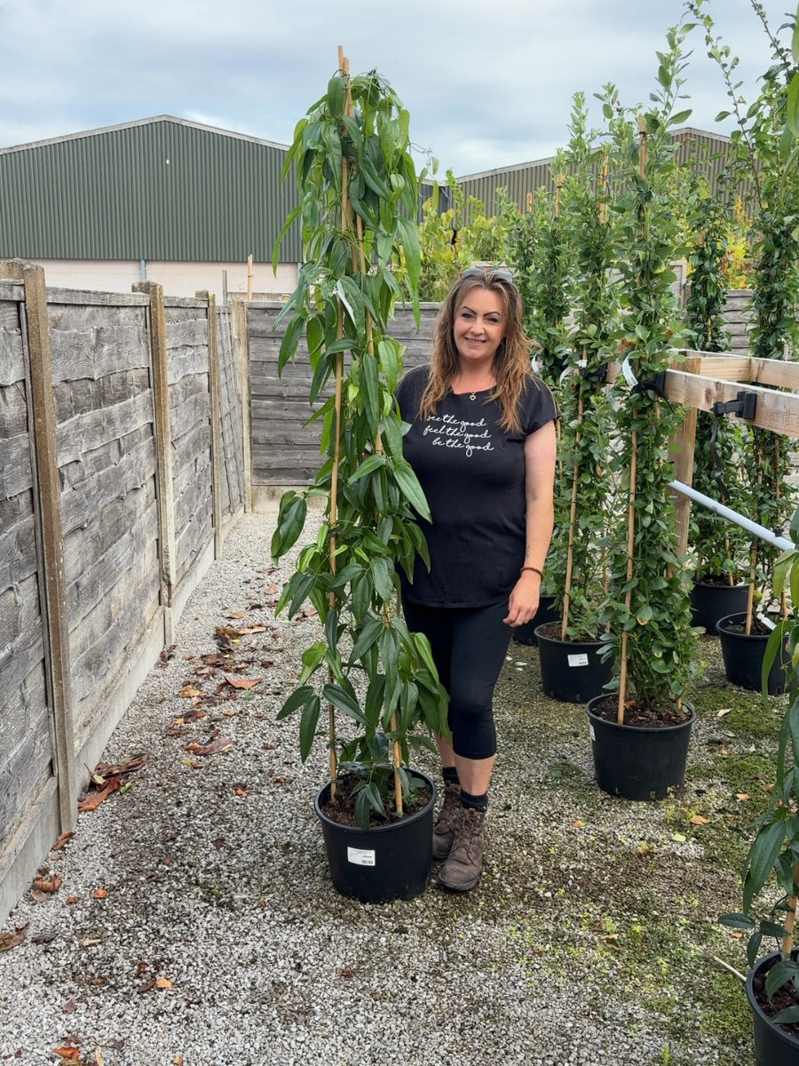 Clematis Armandii 20 Litre Pot 175/200cm Tall