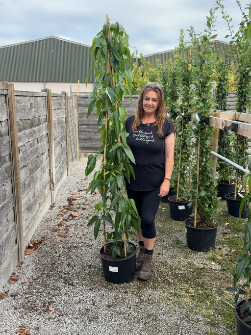 Clematis Armandii 20 Litre Pot 175/200cm Tall