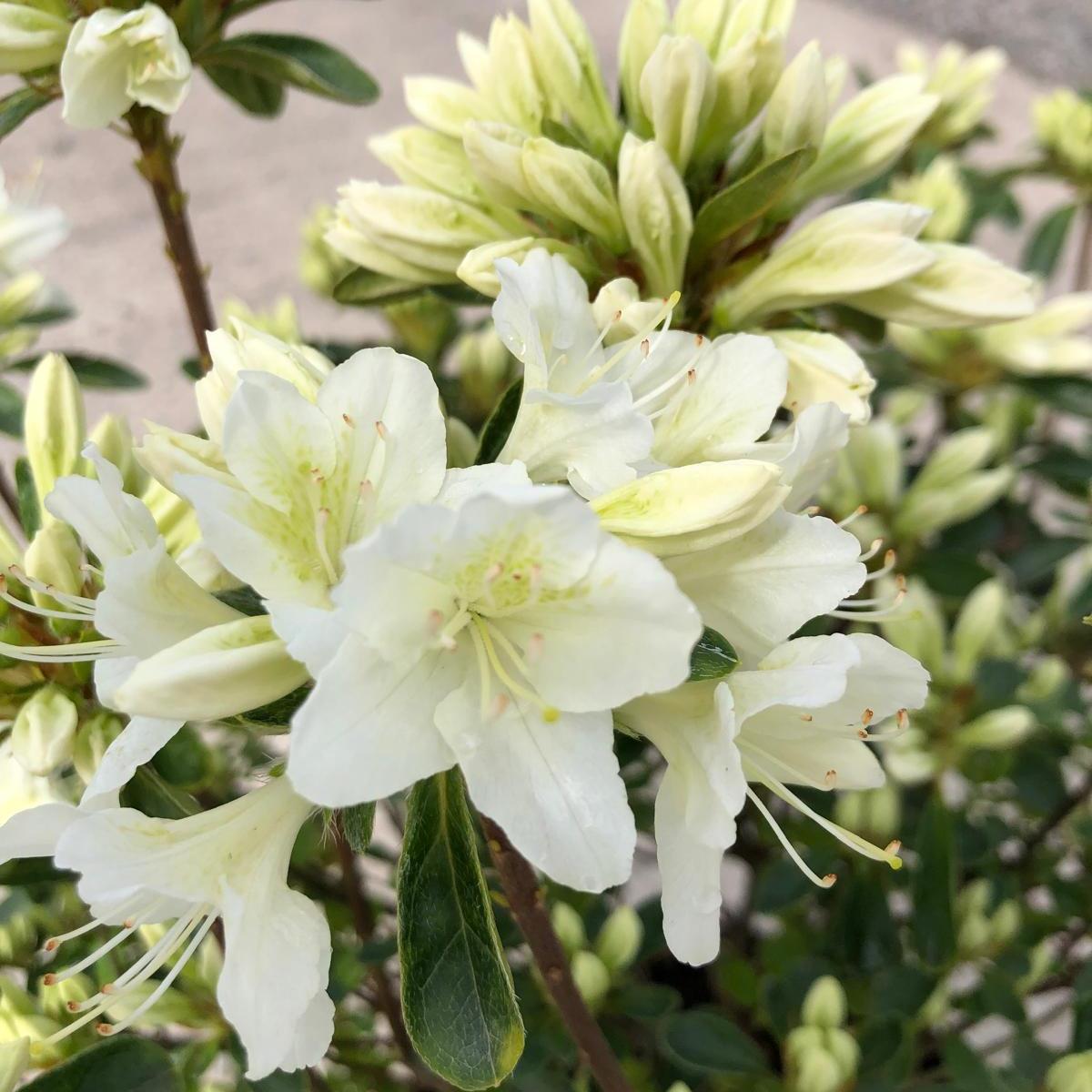 Azalea Japonica Snow White 5 Litre Pot — Grasslands Nursery