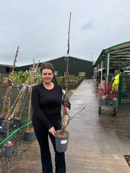 Wisteria Floribunda Caroline 4  Litre Pot