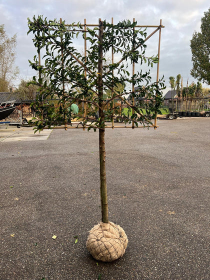 Prunus lus. Brenelia Pleached Root Ball 10/12cm Girth 110cm Stem 120Wx100T Del Feb/March