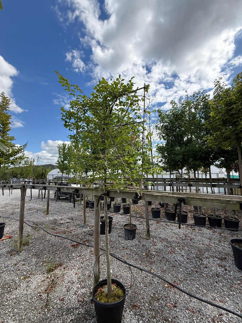 Carpinus B. Pleached 8/10cm G, 150cm Stem, 120cmx120cm Frame Seconds