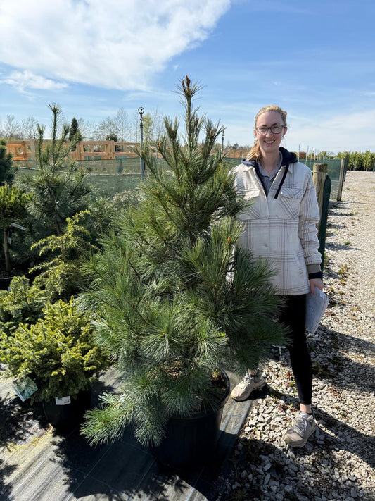 Pinus Monticola Ammerland 45 Litre Pot