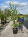 Alnus Incana Multi Stem 175/200cm Pot Growing Ready-Pre-Order June