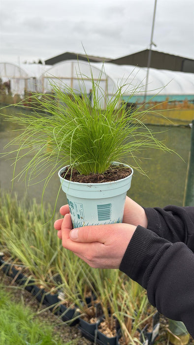 Stipa Pony Tails 10.5cm Pot