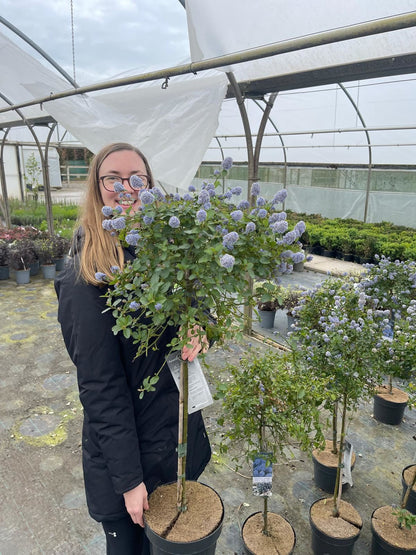 Ceanothus thyrsiflorus Repens 1/4 Standard 5 Litre Pot