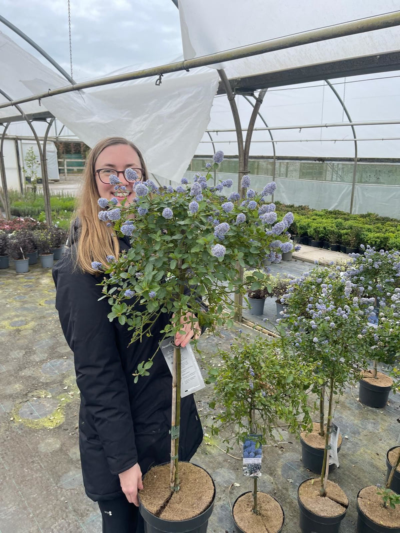 Ceanothus thyrsiflorus Repens 1/4 Standard 5 Litre Pot