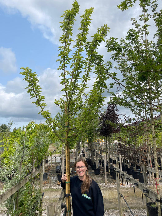 Malus Butterball Standard 6/8cm Girth 35 Litre Pot
