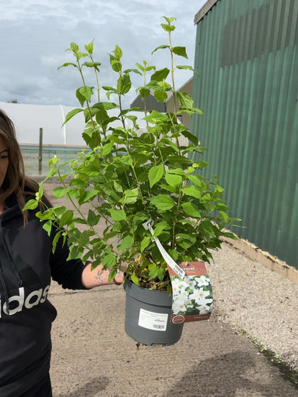 Philadelphus Belle Etoile 4 Litre Pot 40-60cm