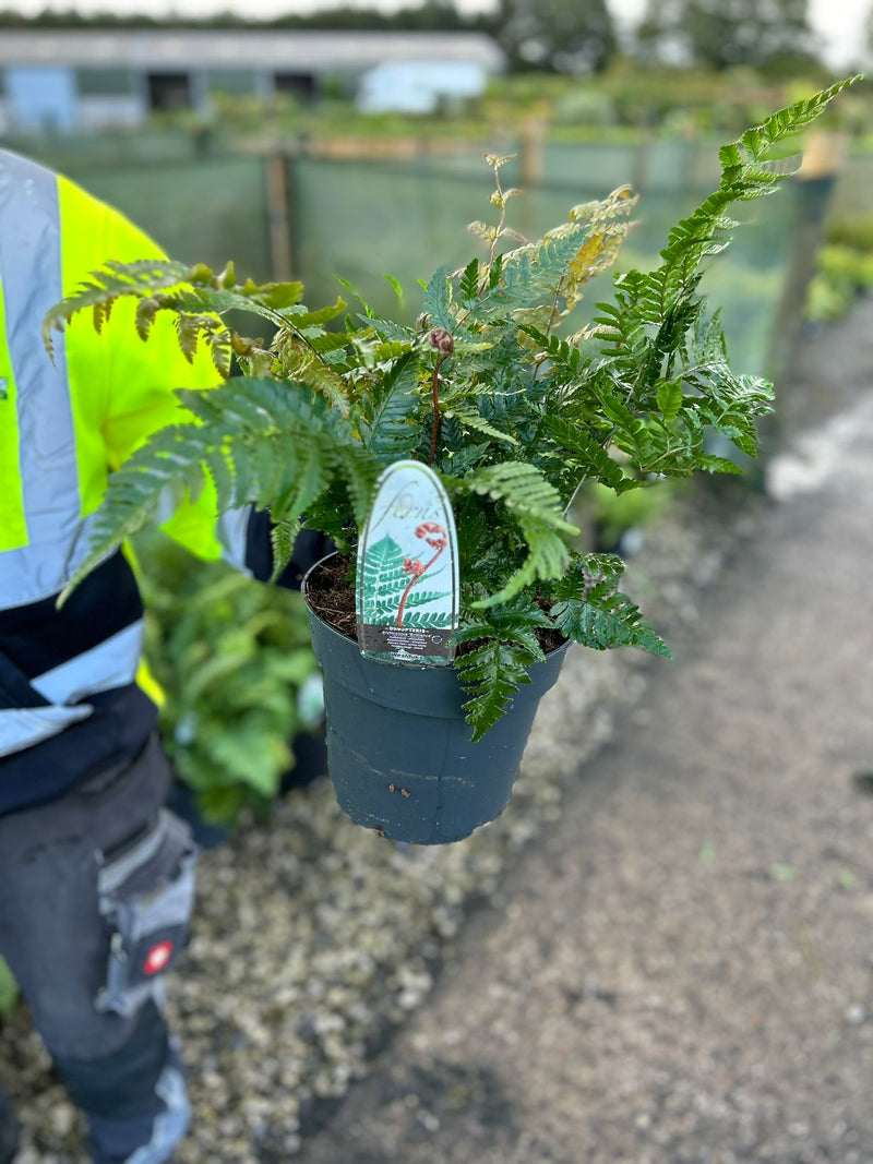 Dryopteris erythrosora Brilliance 3 Litre Pot