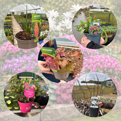 Spring Colour Boost Border Pack (12 Plants)
