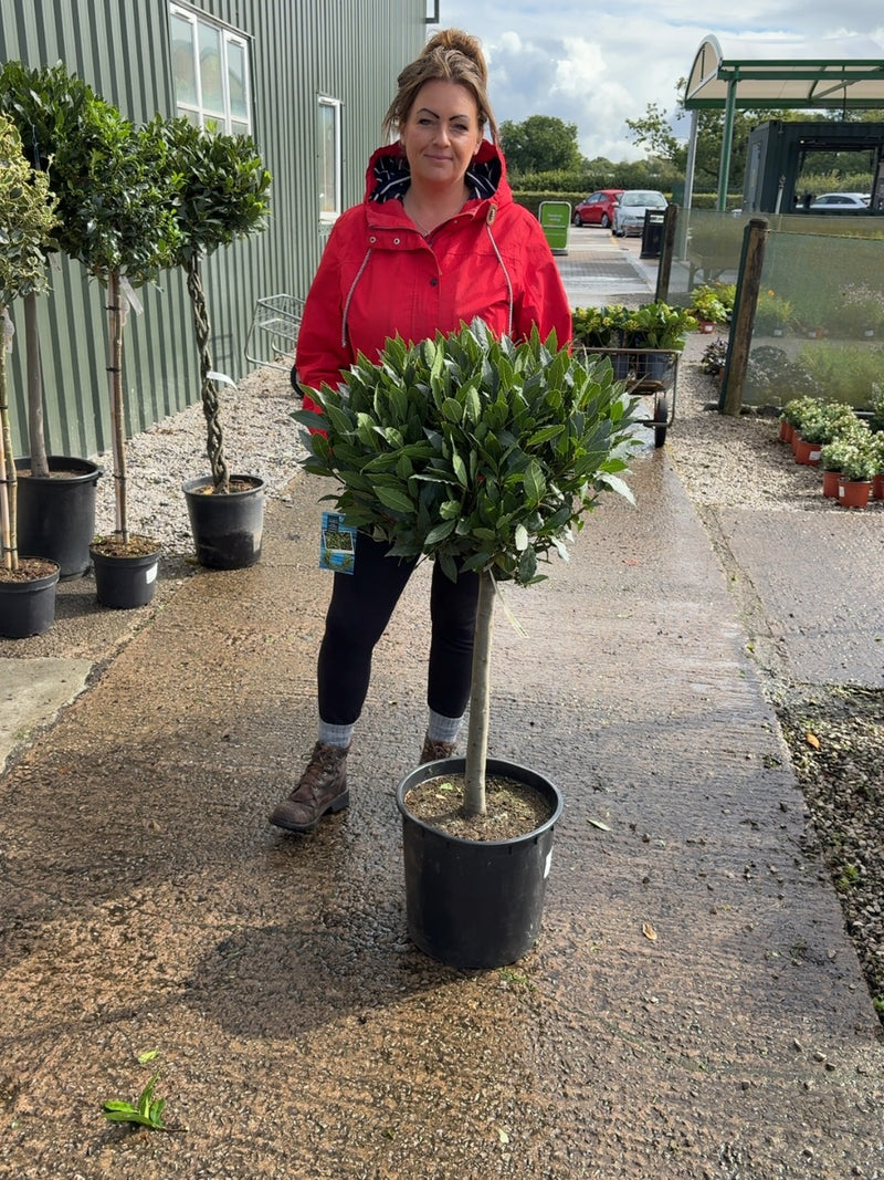 Laurus Nobilis 1/4 Standard 20 Litre Pot 50cm Stem 60-65cm Head