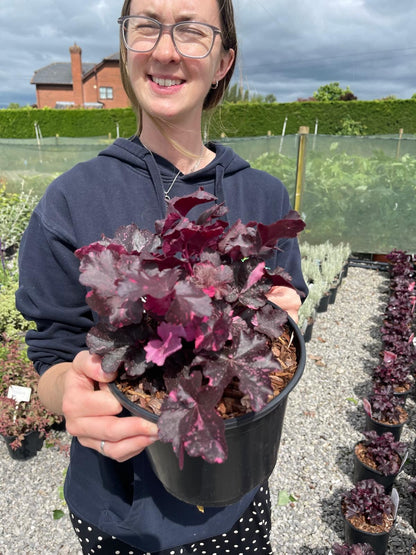 Heuchera Black Beauty 2 Litre Pot