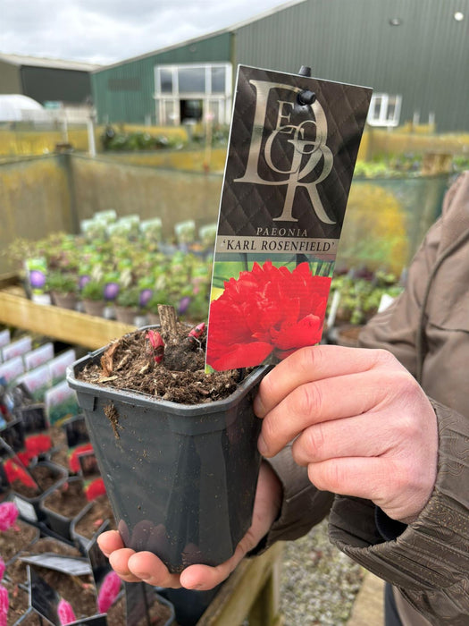 Paeonia Karl Rosenfield 1 Litre Pot