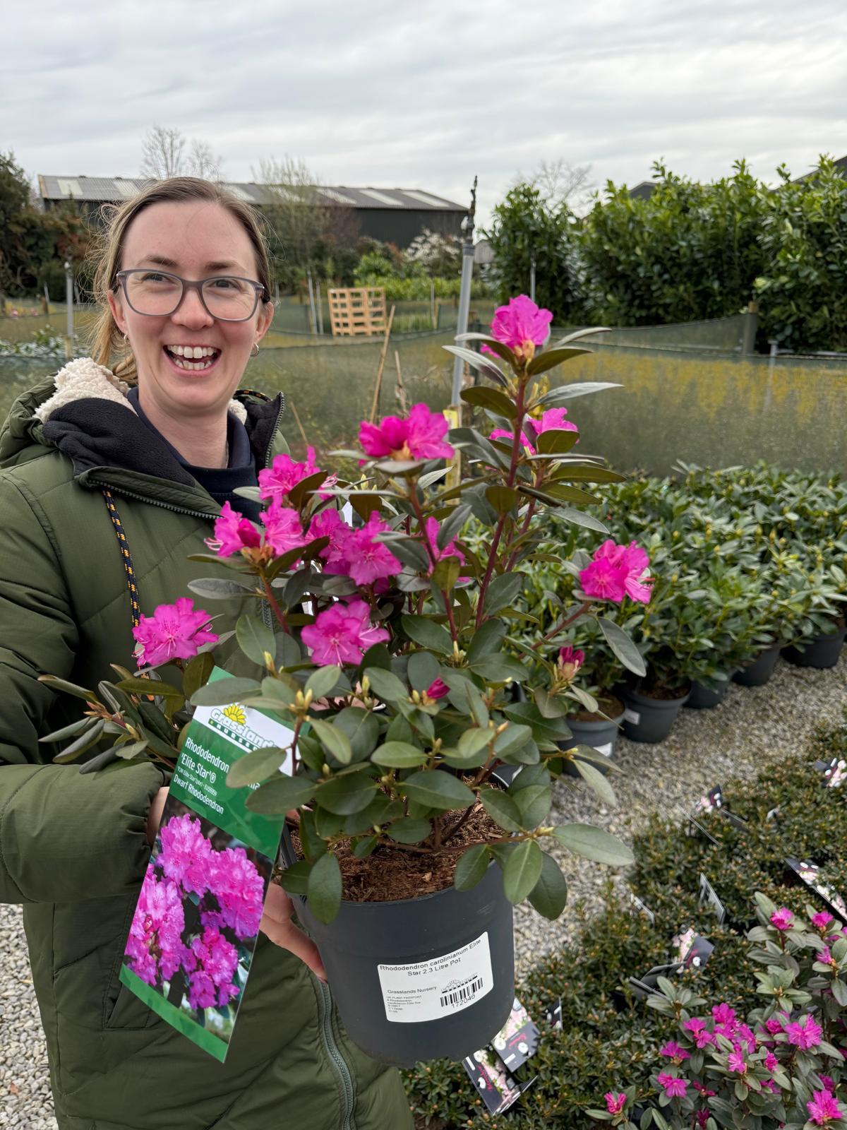Rhododendron carolinianum Elite Star 2.3 Litre Pot