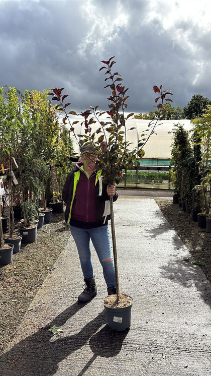 Prunus Cistena Half Standard 15 Litre Pot