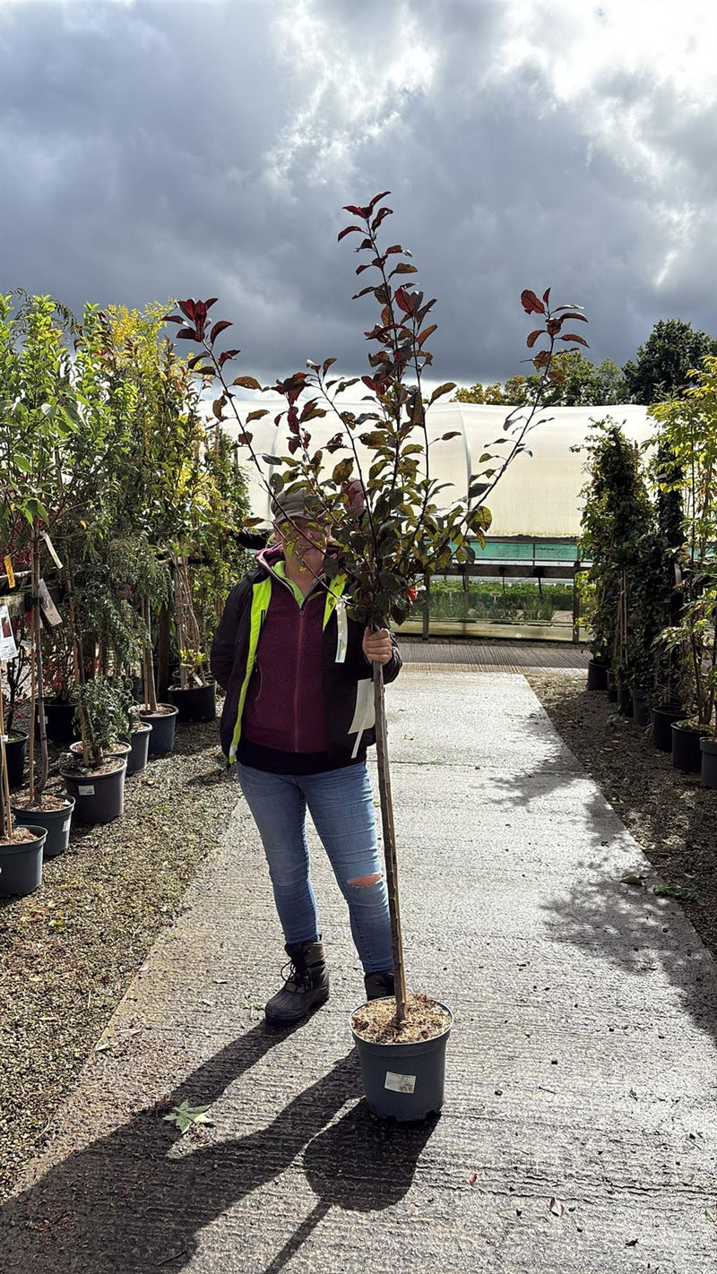 Prunus Cistena Half Standard 10 Litre Pot