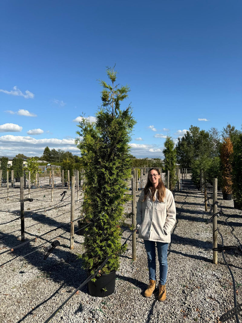 Thuja Brabant 250-275cm 45 Litre Pot Seconds Grade — Grasslands Nursery