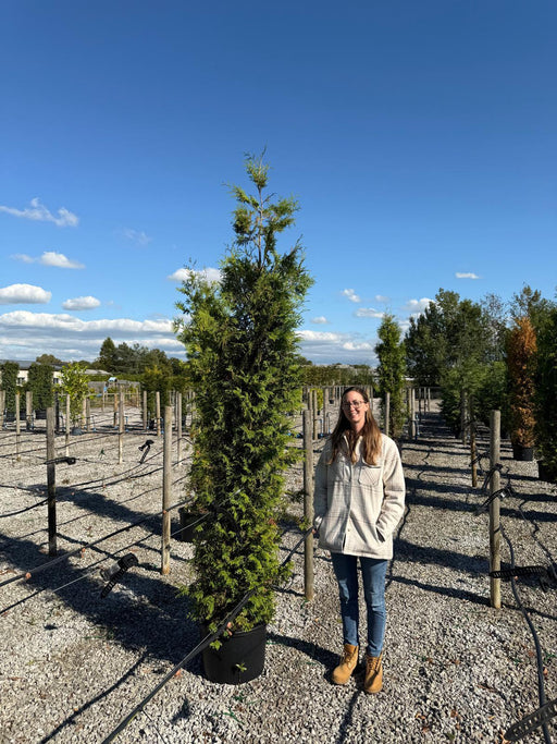thuja brabant 250-300 Thuja Brabant 250-275cm 45 Litre Pot Seconds Grade — Grasslands Nursery