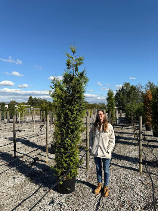 Thuja Brabant 250-275cm 45 Litre Pot Seconds Grade