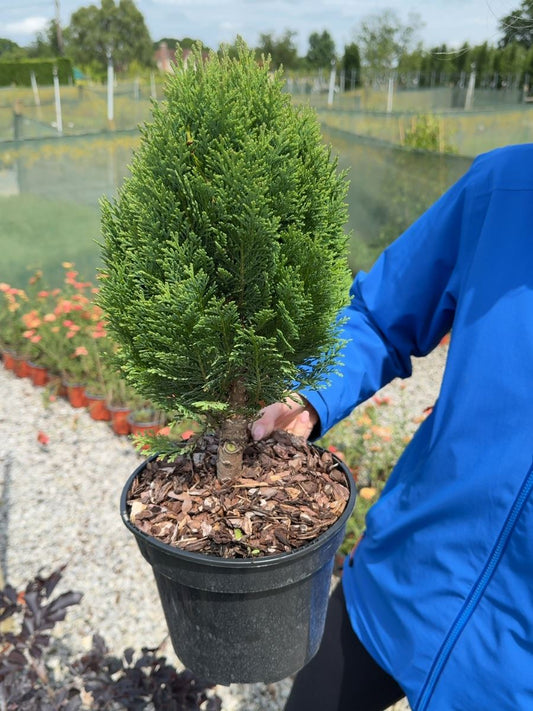 Chamaecyparis lawsoniana Minima Glauca - Dwarf Lawson Cypress Minima Glauca 3 Litre Pot