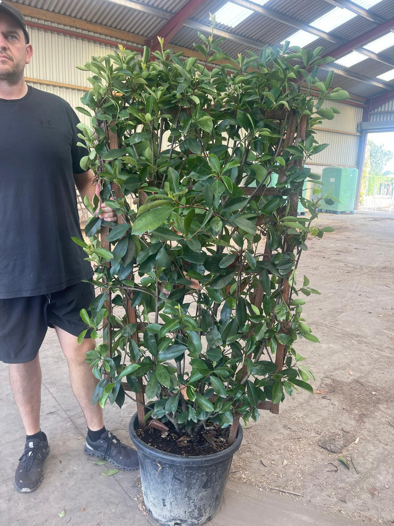 Photinia Red Robin Pleached Living Hedge Panel 35 Litre Pot 120x70cm