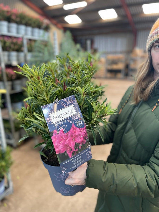 Easydendron Grazeasy Dark Pink 5 Litre Pot