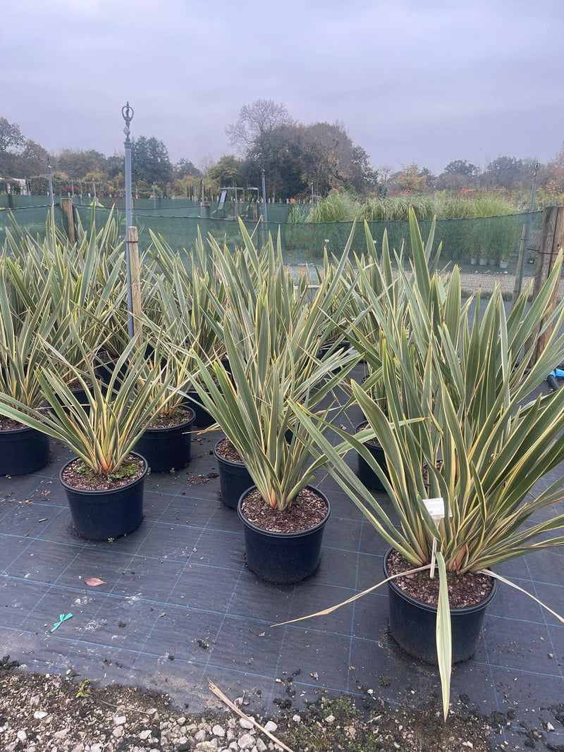 Phormium tenax Variegata 25 Litre Pot