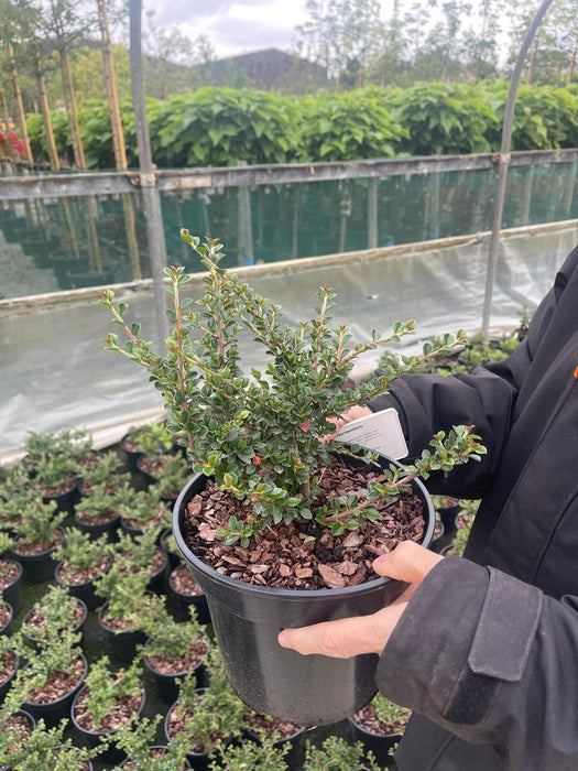 Cotoneaster horizontalis 3 Litre Pot