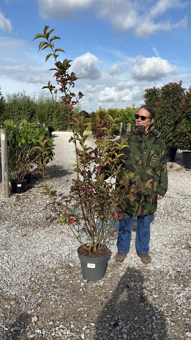 Euonymus Europaeus Red Cascade 12 Litre Pot 100/120cm
