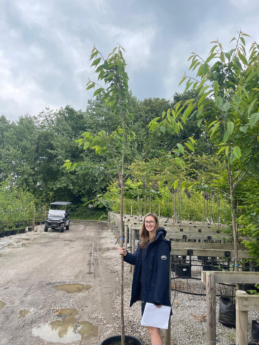 Prunus Avium Plena Standard 6-8 cm Girth