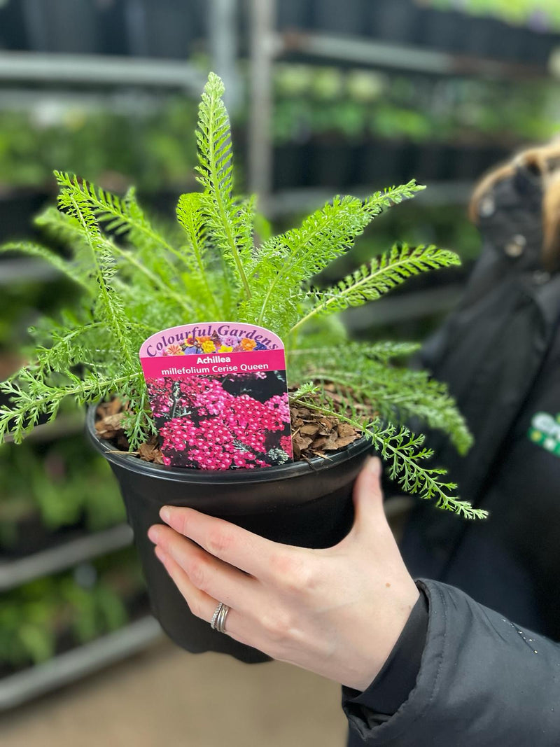 Achillea Cerise Queen 3 Litre Pot