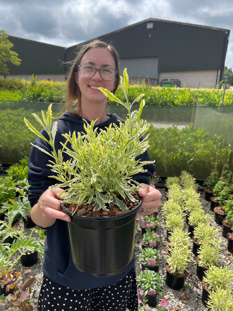 Lavender x allardii Meerlo 3 Litre Pot