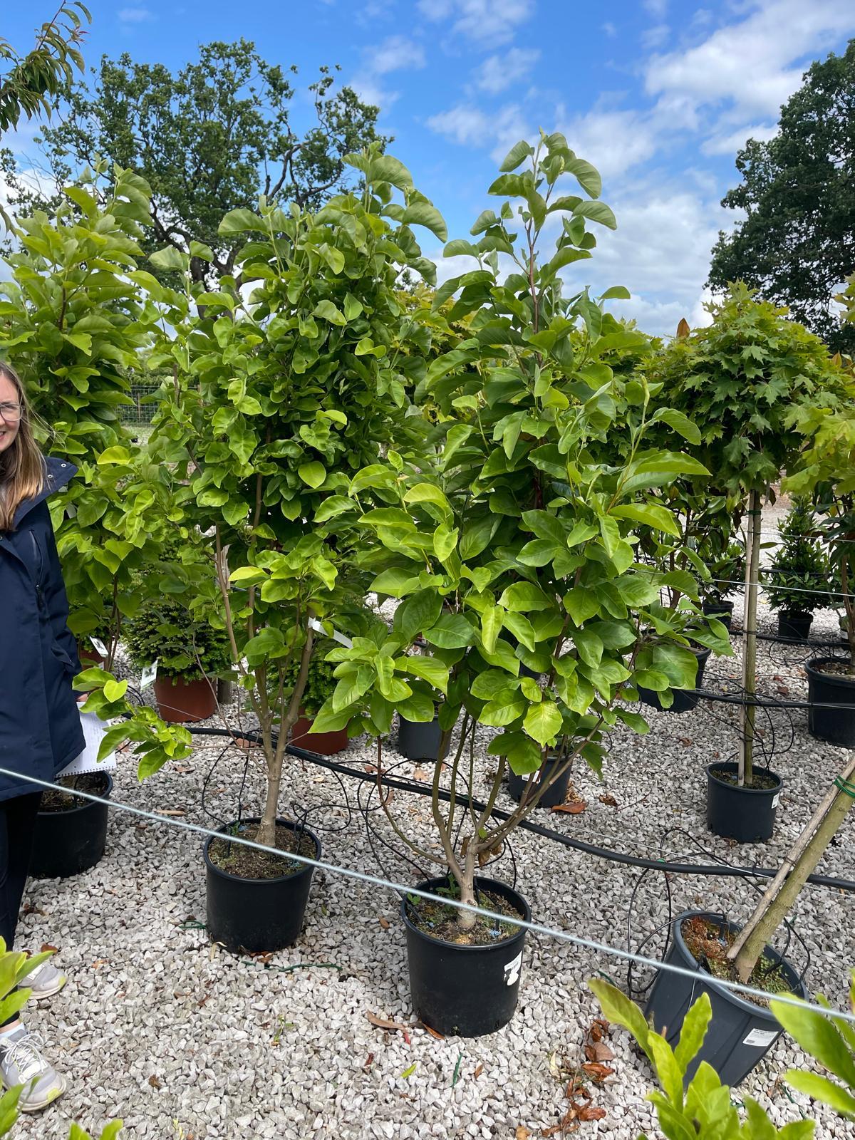Magnolia Daphne 20 Litre Pot 150/175cm