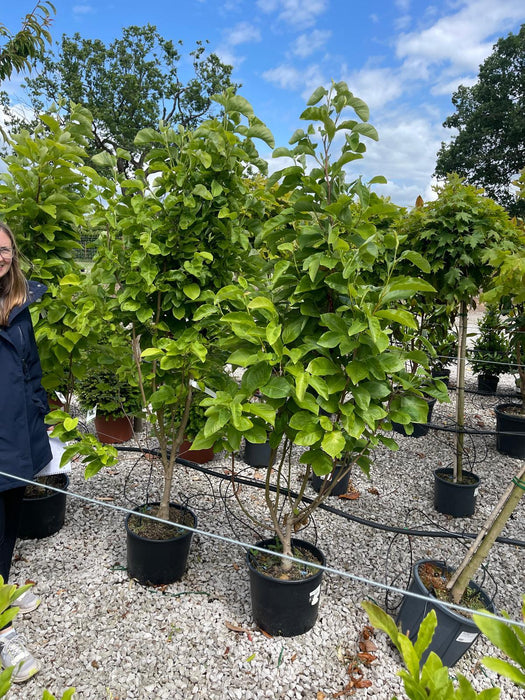 Magnolia Daphne 20 Litre Pot 150/175cm