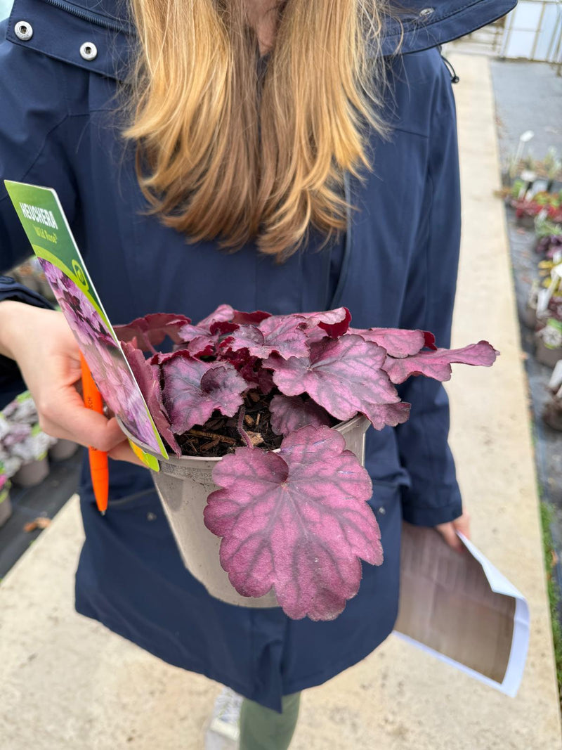 Heuchera Wild Rose 2 Litre Pot